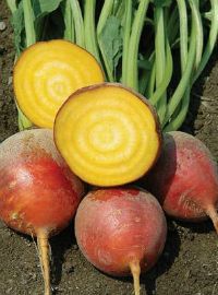 Touchstone Gold Beets