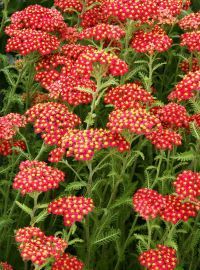 Achillea / Yarrow