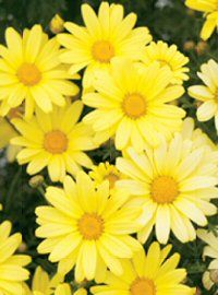 Argyranthemum