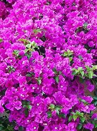 Bougainvillea