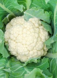 Self-Blanching Cauliflower