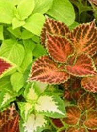 Coleus