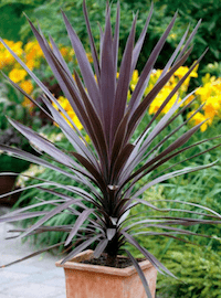 Cordyline