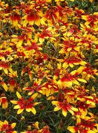 Coreopsis / Tickseed