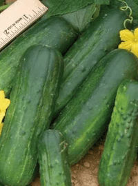 Pickling Cucumber Deli-King