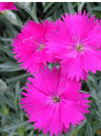 Dianthus Neon Star