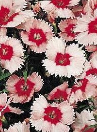 Dianthus Parfait