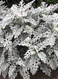 Dusty Miller