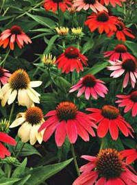 Echinacea Cheyenne Spirit