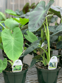 Elephant Ear Colocasia