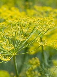 Sweet Fennel