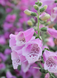 Digitalis Dalmatian Mix