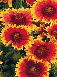 Gallardia / Blanket Flower