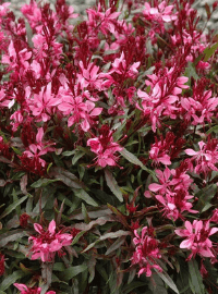 Gaura l. Karalee Petite Pink