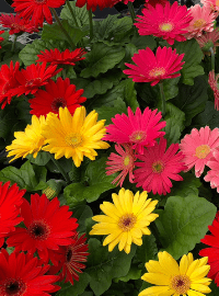 Gerbera Daisy