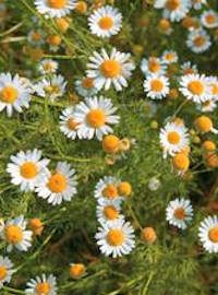 German Chamomile