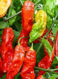 Hot Peppers