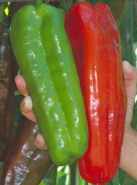 Giant Marconi Sweet Peppers