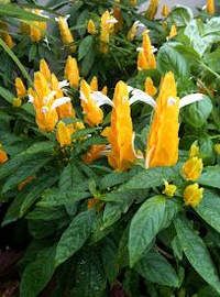 Golden Shrimp Plant