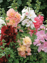 Alcea rosea Spring Celebrities Mix