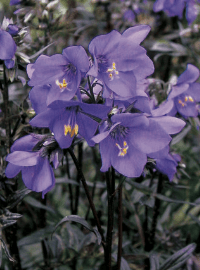 Polemonium x. Bressingham Purple