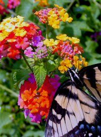 Lantana