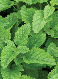 Lemon Balm