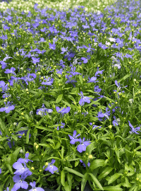 Lobelia