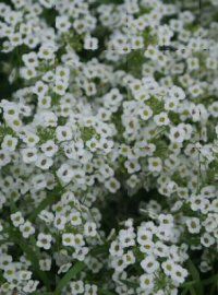 Lobularia