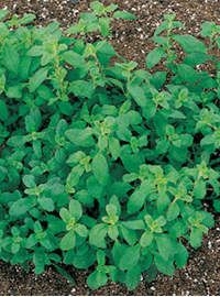 Marjoram