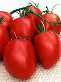 tomato tomatoes paste amish