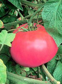 Brandywine Red Heirloom Tomato