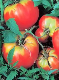 Oxheart Tomato