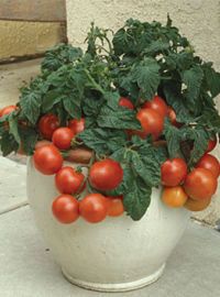 Patio Tomato