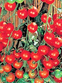 Supersweet 100 Hybrid Tomato