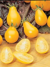 Yellow Pear Heirloom Tomato