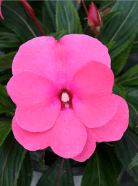 New Guinea Impatiens