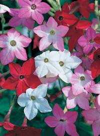 Nicotiana