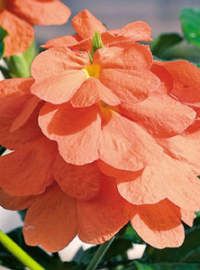 Crossandra