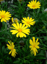 Osteospermum Daisy