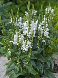 Physostegia / Obedient Plantv