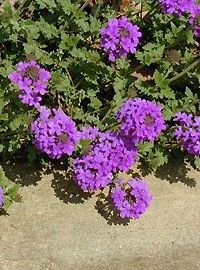 Perennial Verbena