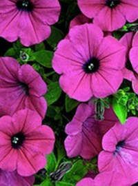 Petunia