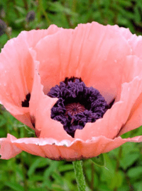 Papaver o. Queen Alexandra