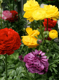 Ranunculus 