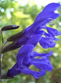 Salvia