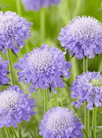 Scabiosa c. Butterfly Blue