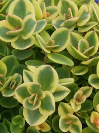 Sedum Sunsparkler Lime Twister