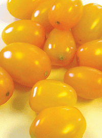 Solid Gold Grape Yellow Tomato