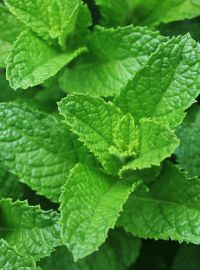 Spearmint